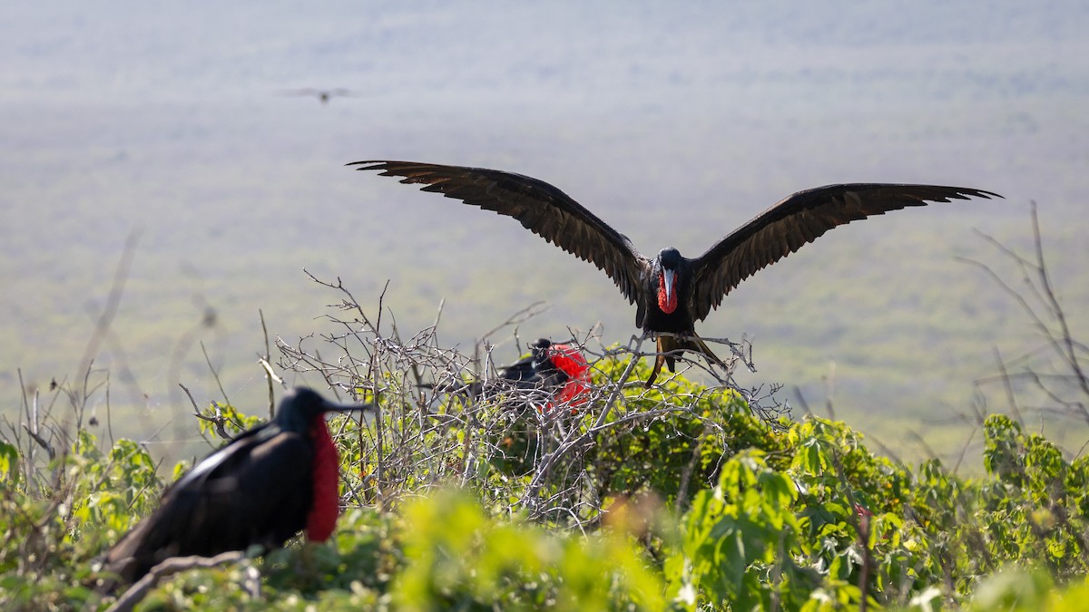 Magnificent Frigatebird - ML620711658