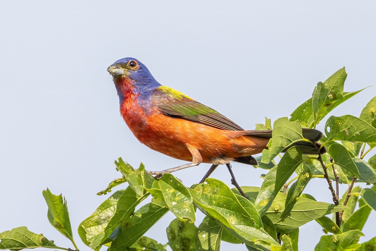 Painted Bunting - ML620711660