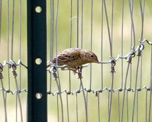 Vesper Sparrow - ML620711662