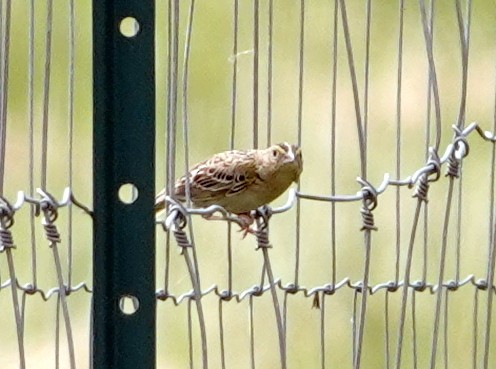 Vesper Sparrow - ML620711663