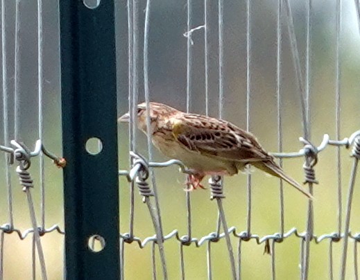 Vesper Sparrow - ML620711664