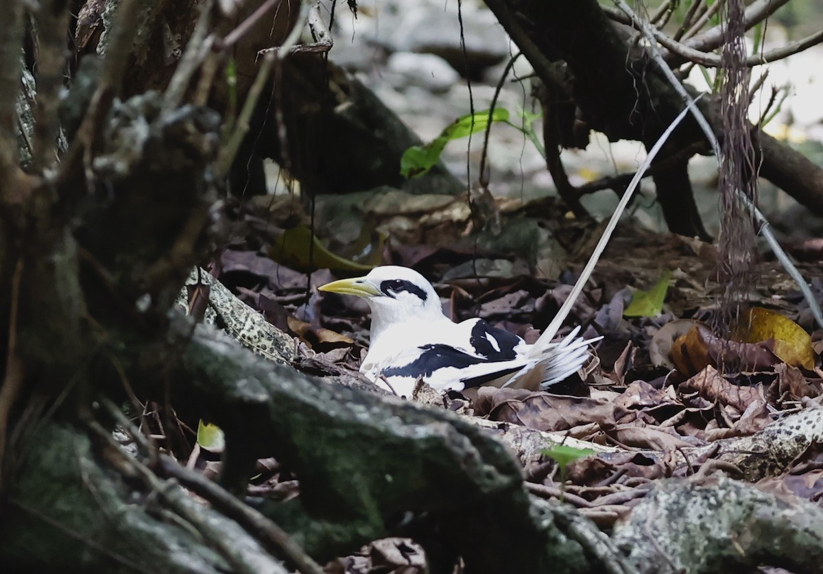 Weißschwanz-Tropikvogel - ML620711667