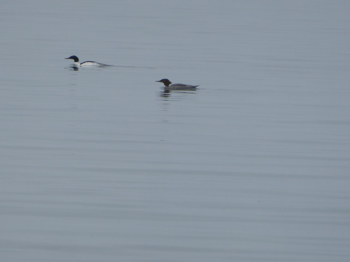 Common Merganser - Bill Liebl