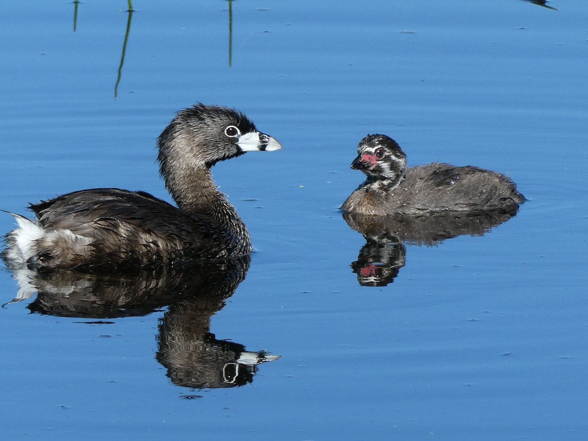 Pied-billed Grebe - ML620711670