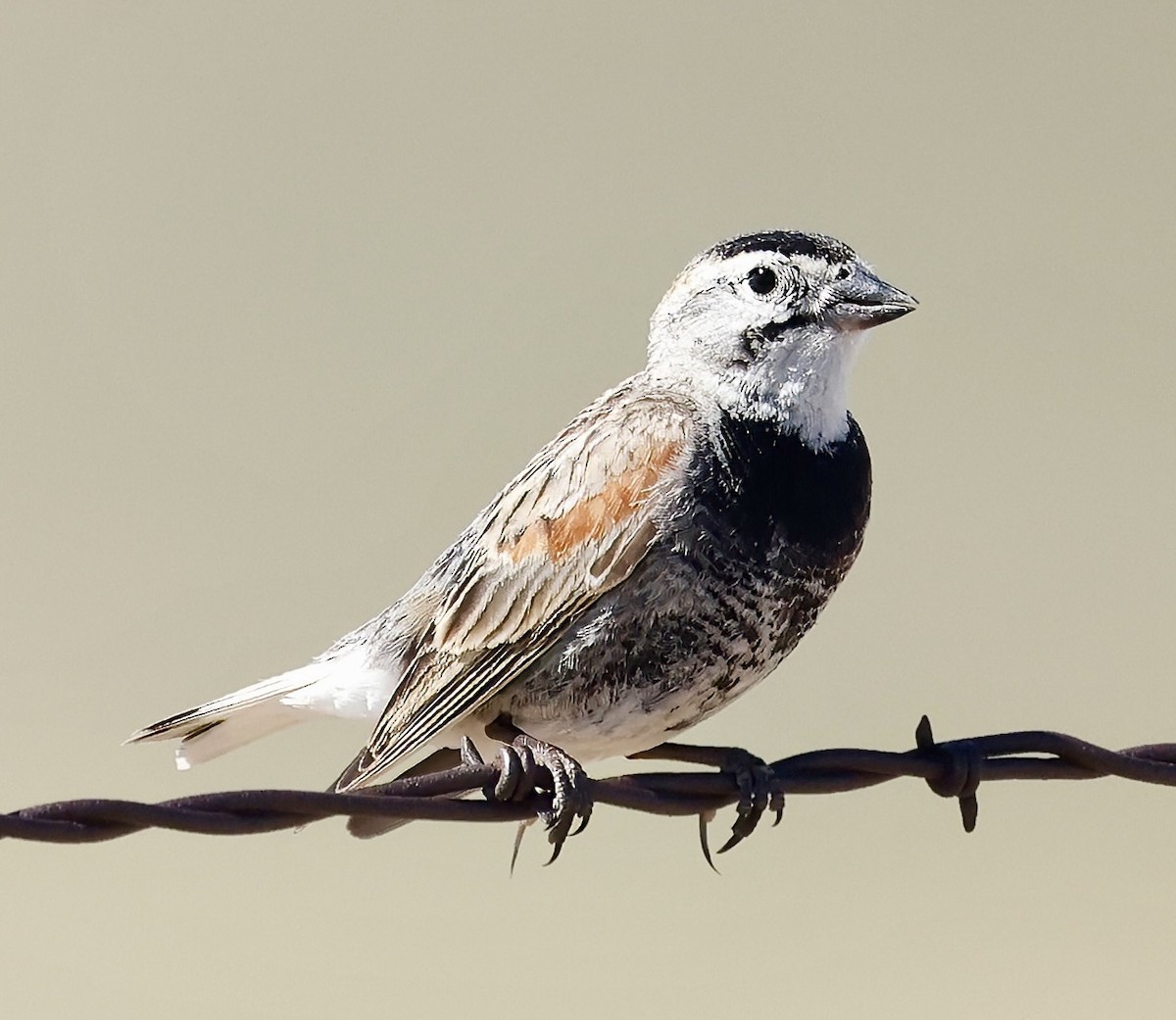 Thick-billed Longspur - ML620711674