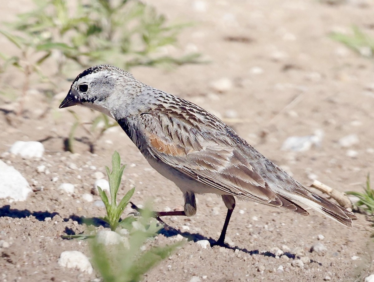 Thick-billed Longspur - ML620711675