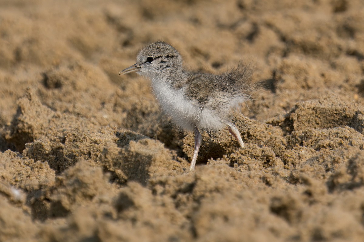 Spotted Sandpiper - ML620711677