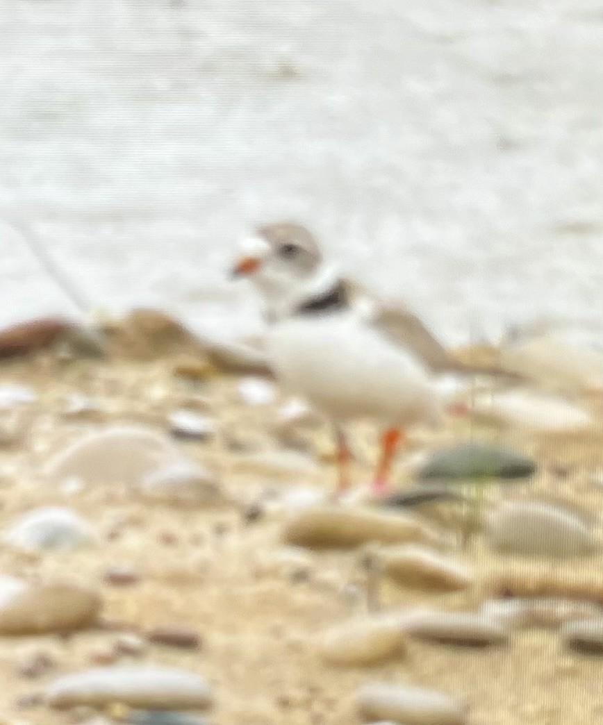 Piping Plover - ML620711684