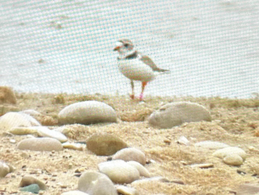 Piping Plover - ML620711685