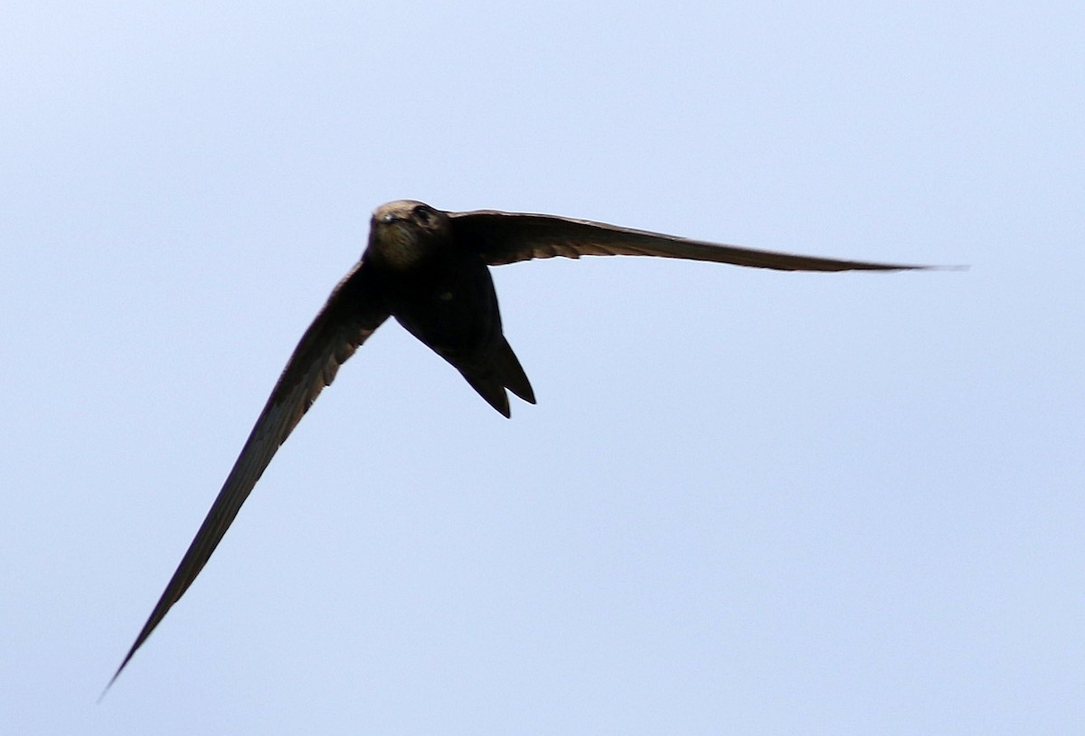 Common Swift - ML620711690