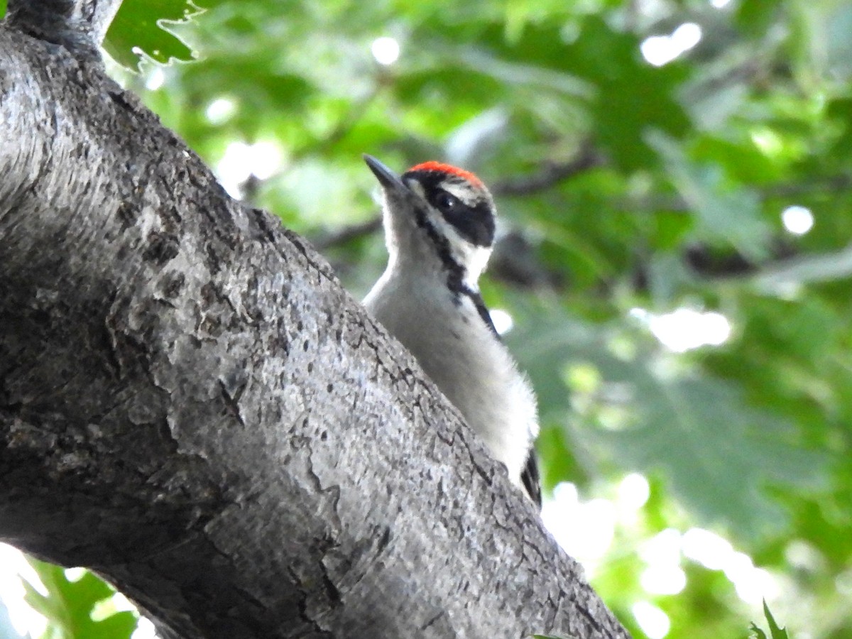 Hairy Woodpecker - ML620711692