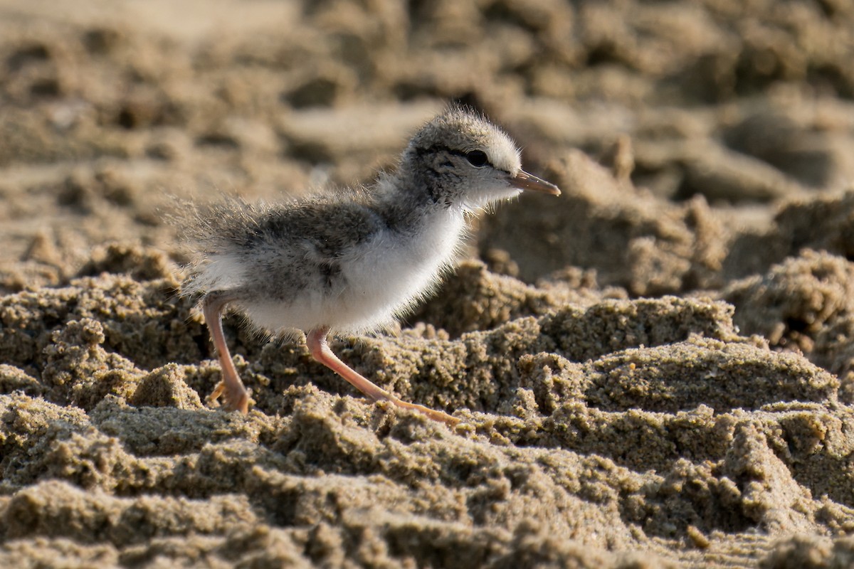 Spotted Sandpiper - ML620711694