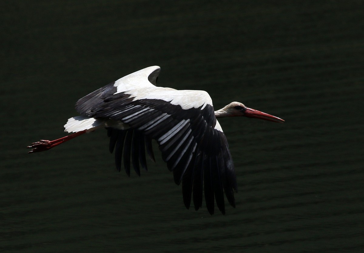 White Stork - ML620711697