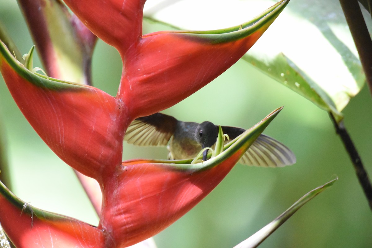 Colibrí de Cuvier - ML620711698