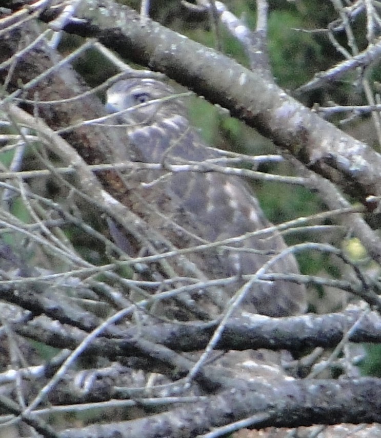 カタアカノスリ - ML620711699