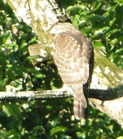 カタアカノスリ - ML620711700