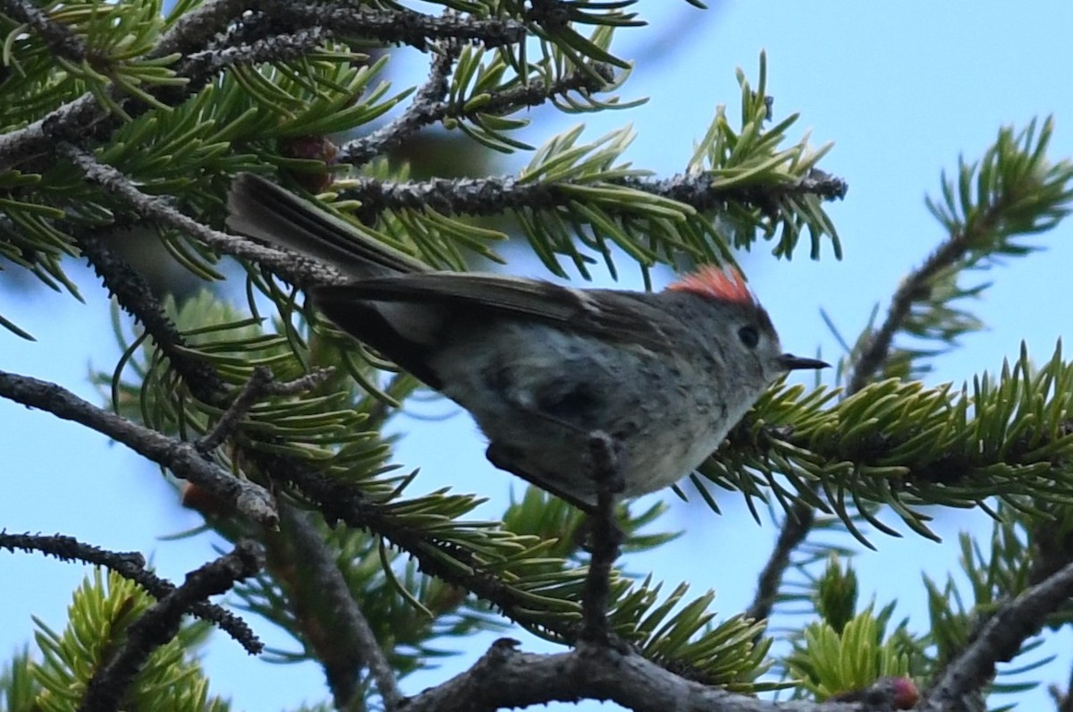 Ruby-crowned Kinglet - ML620711701