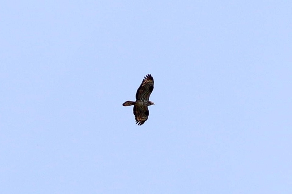 European Honey-buzzard - ML620711704