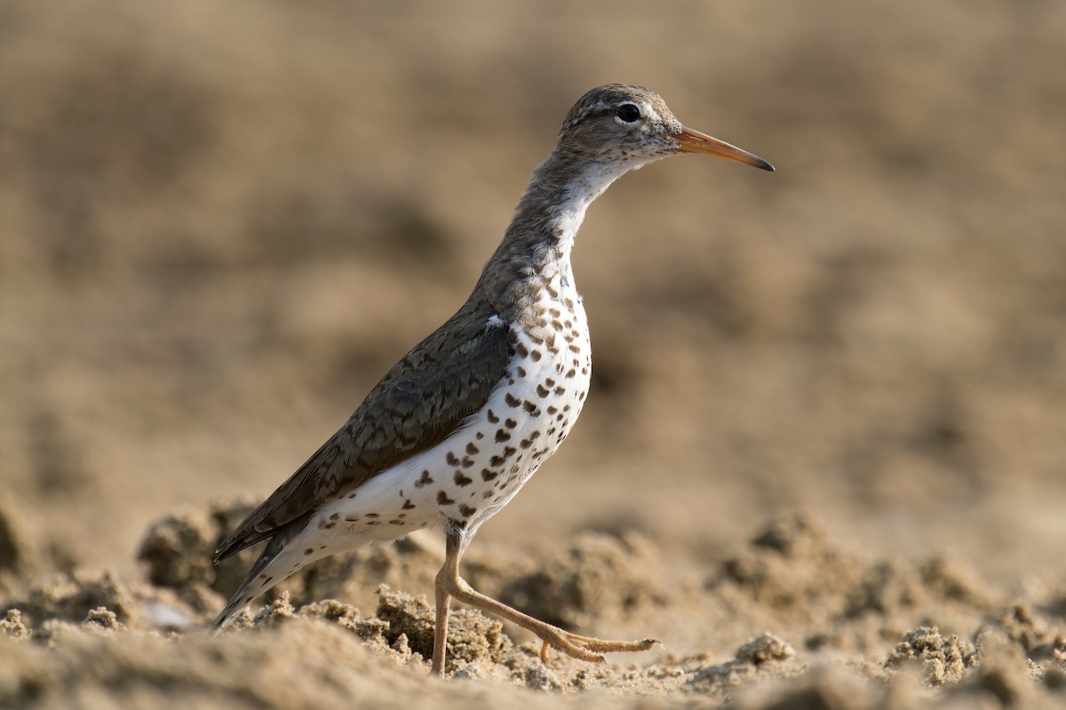 Spotted Sandpiper - ML620711706