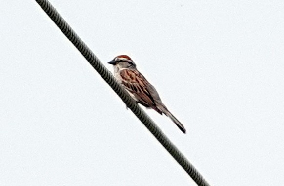 Chipping Sparrow - ML620711708