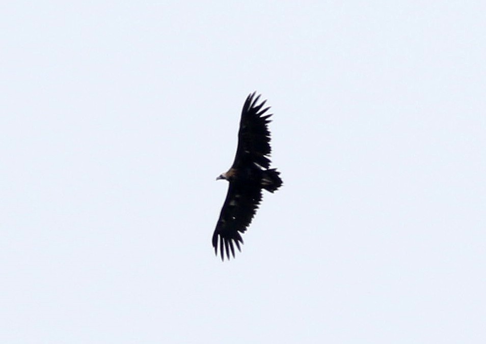 Cinereous Vulture - ML620711709