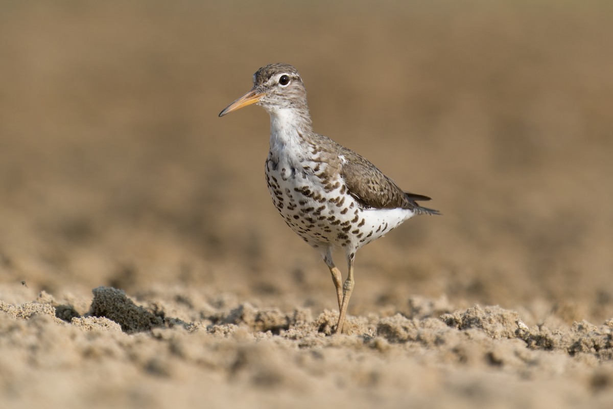 Spotted Sandpiper - Paco Luengo