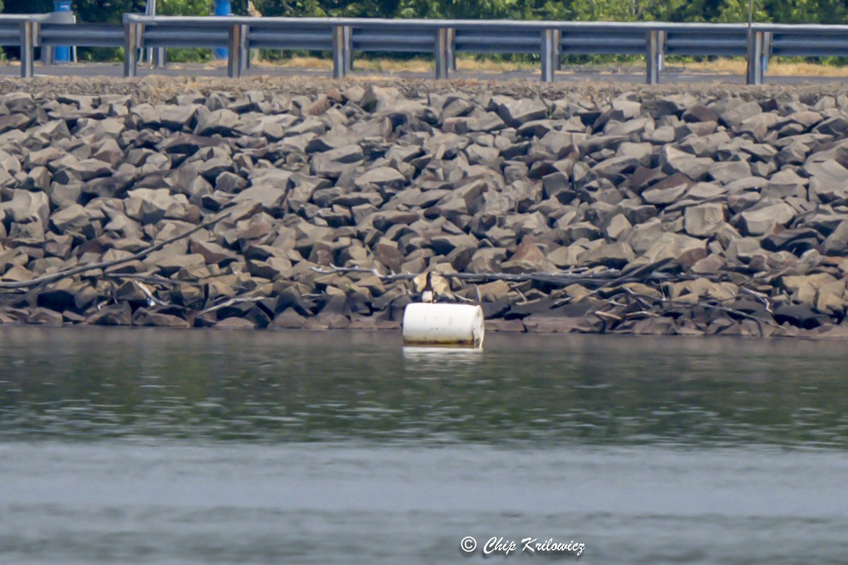 Brown Booby - ML620711719