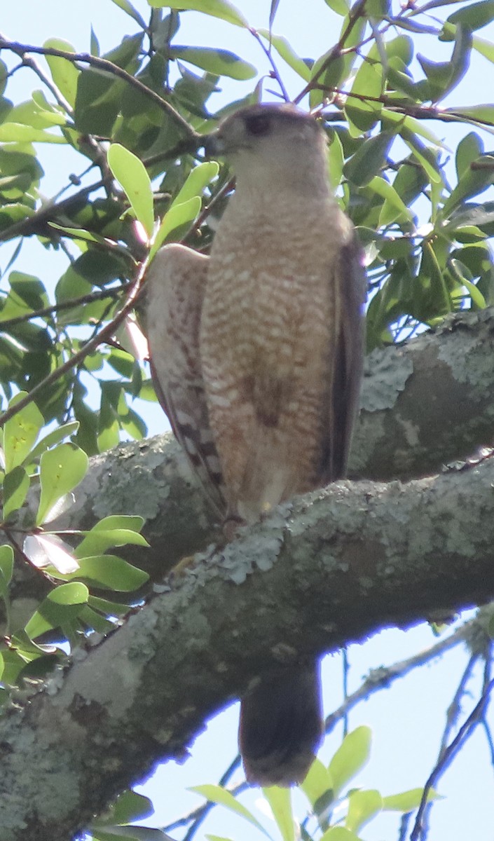 Cooper's Hawk - ML620711720