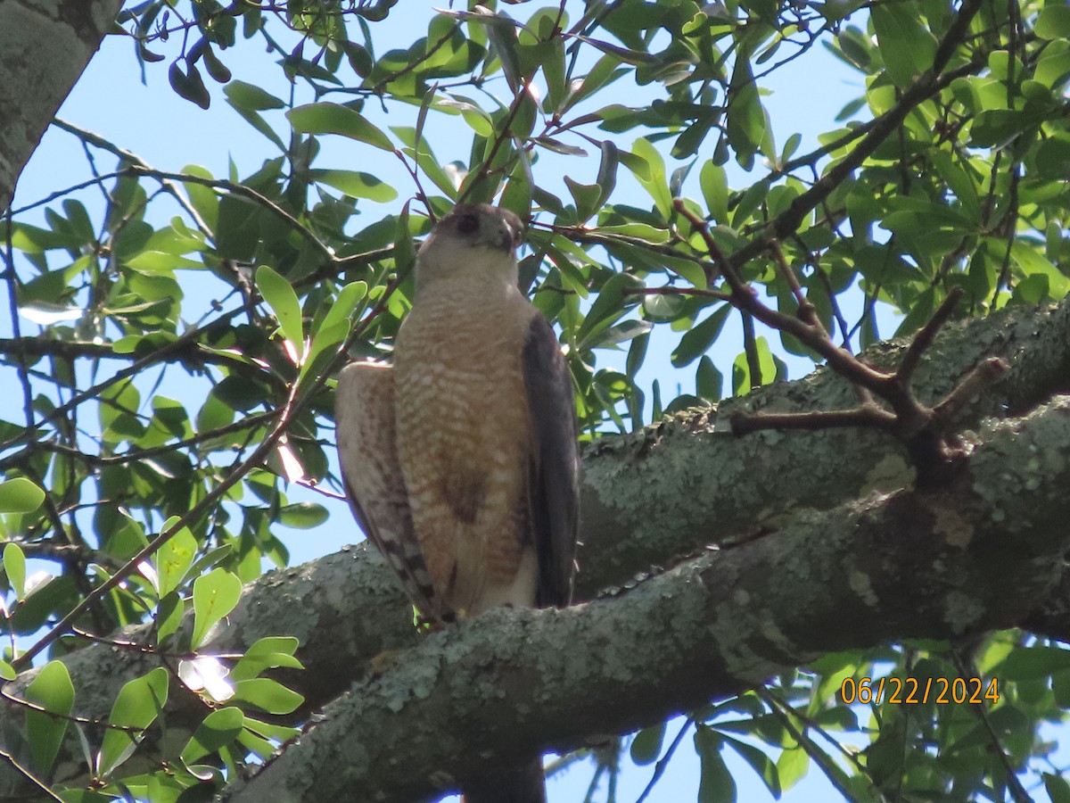 Cooper's Hawk - ML620711721