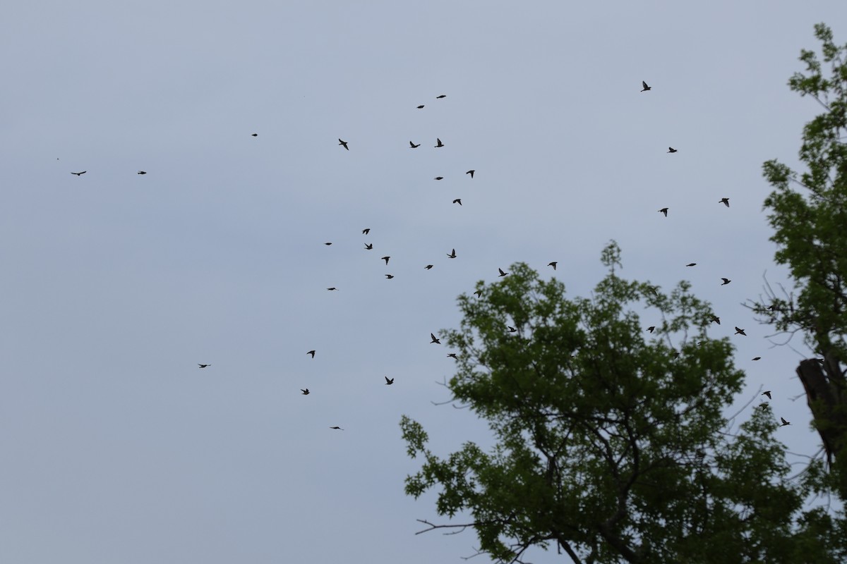 Cedar Waxwing - Peyton Stone