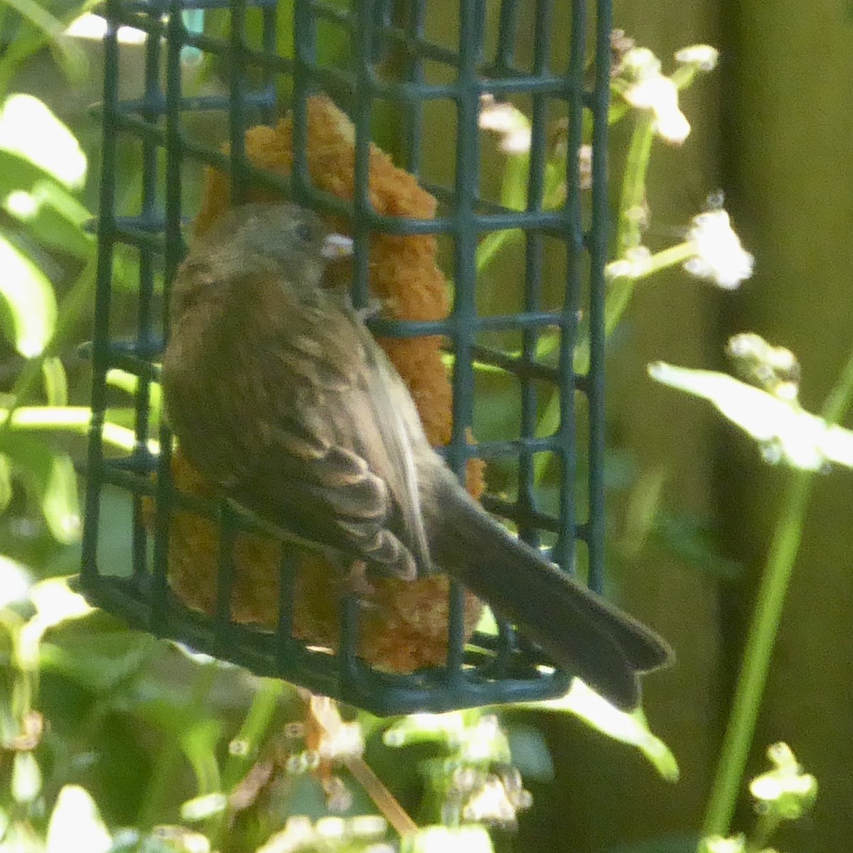 Junco Ojioscuro (grupo oreganus) - ML620711726