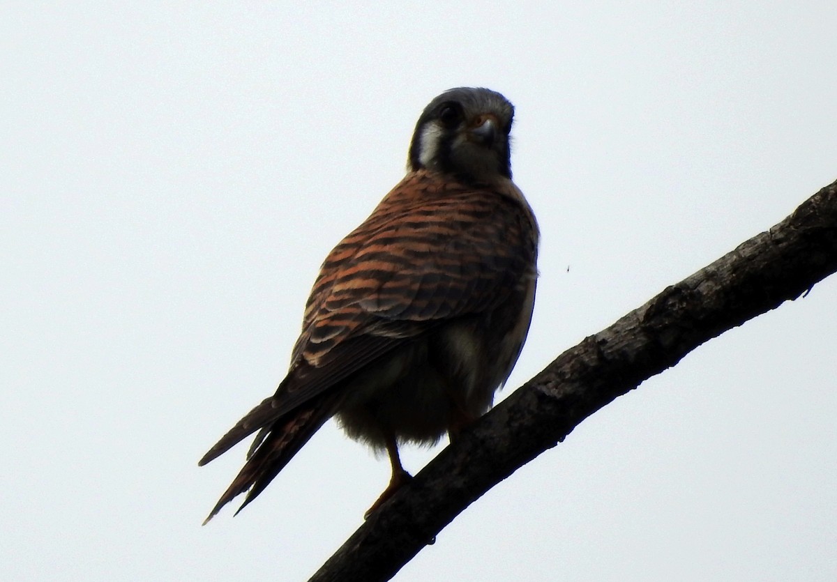 American Kestrel - ML620711727