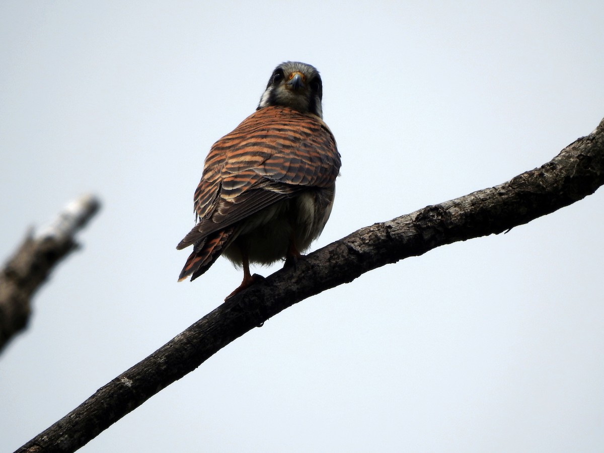 American Kestrel - ML620711731