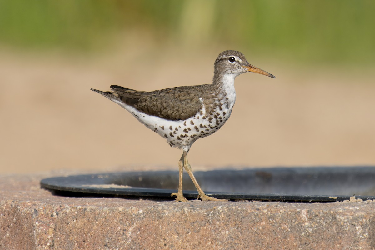 Spotted Sandpiper - ML620711733