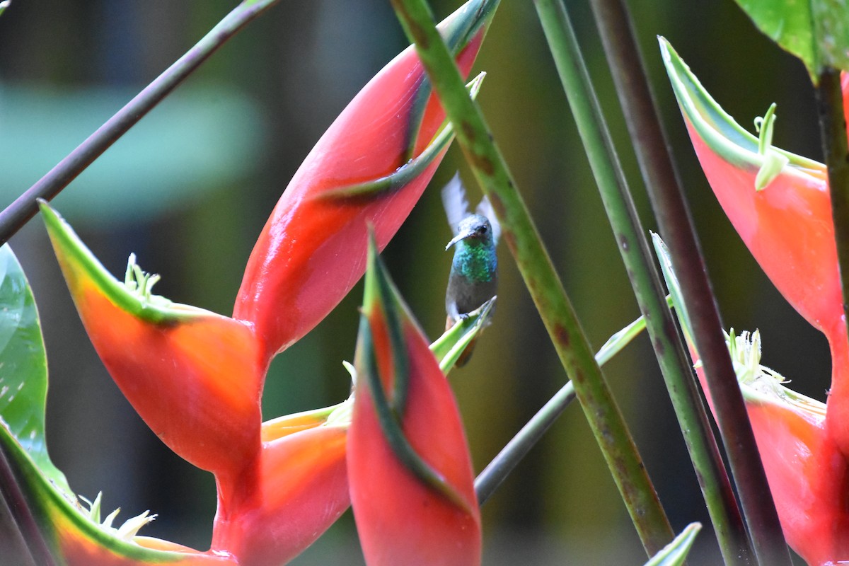 Rufous-tailed Hummingbird - ML620711734