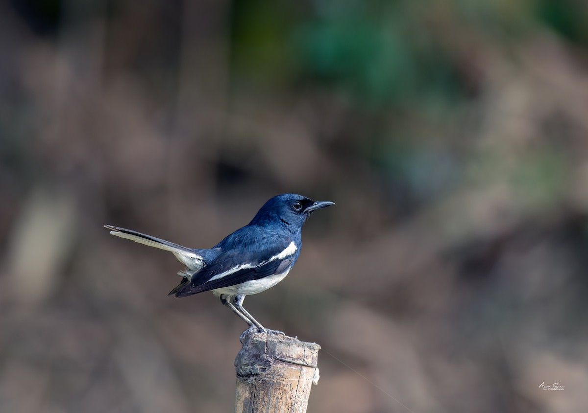 Oriental Magpie-Robin (Oriental) - Asim Giri