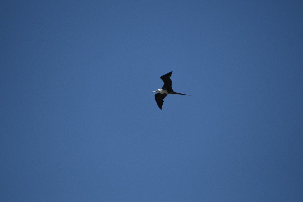 Magnificent Frigatebird - ML620711738