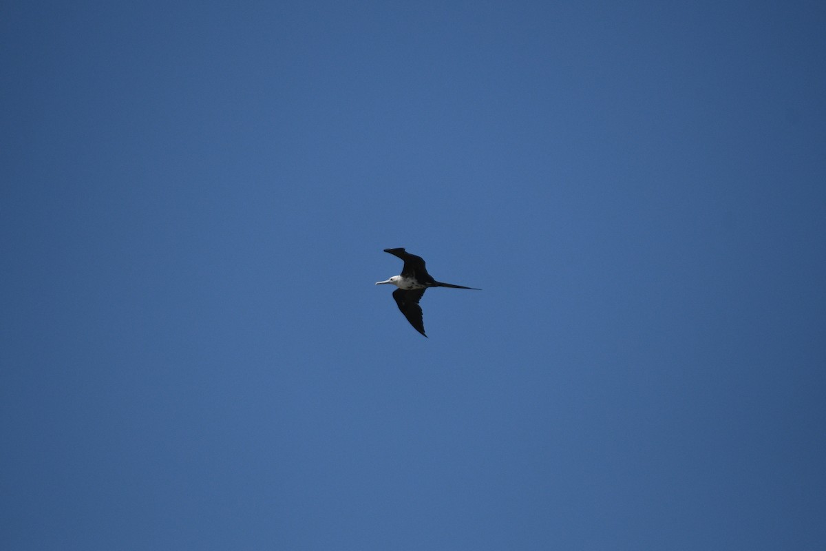 Magnificent Frigatebird - ML620711739