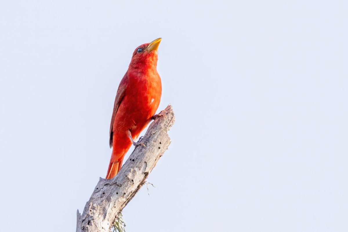 Summer Tanager - ML620711740