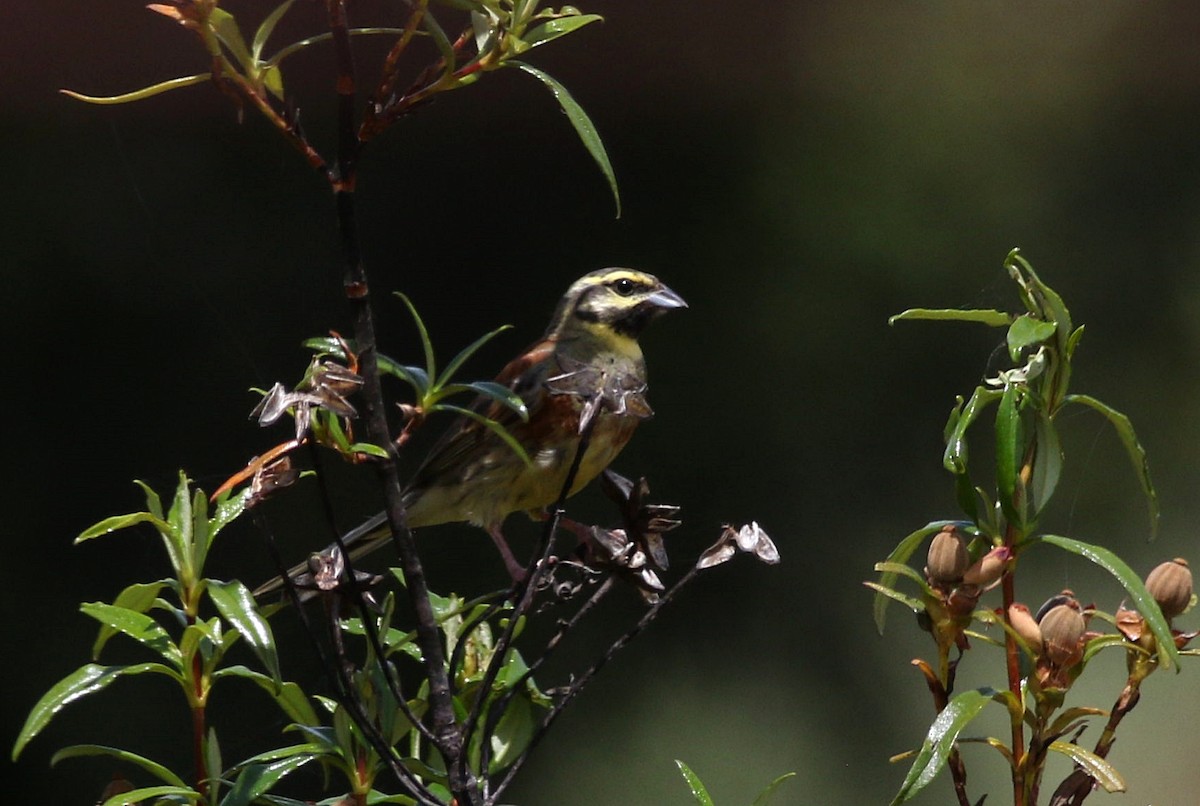 Cirl Bunting - ML620711742