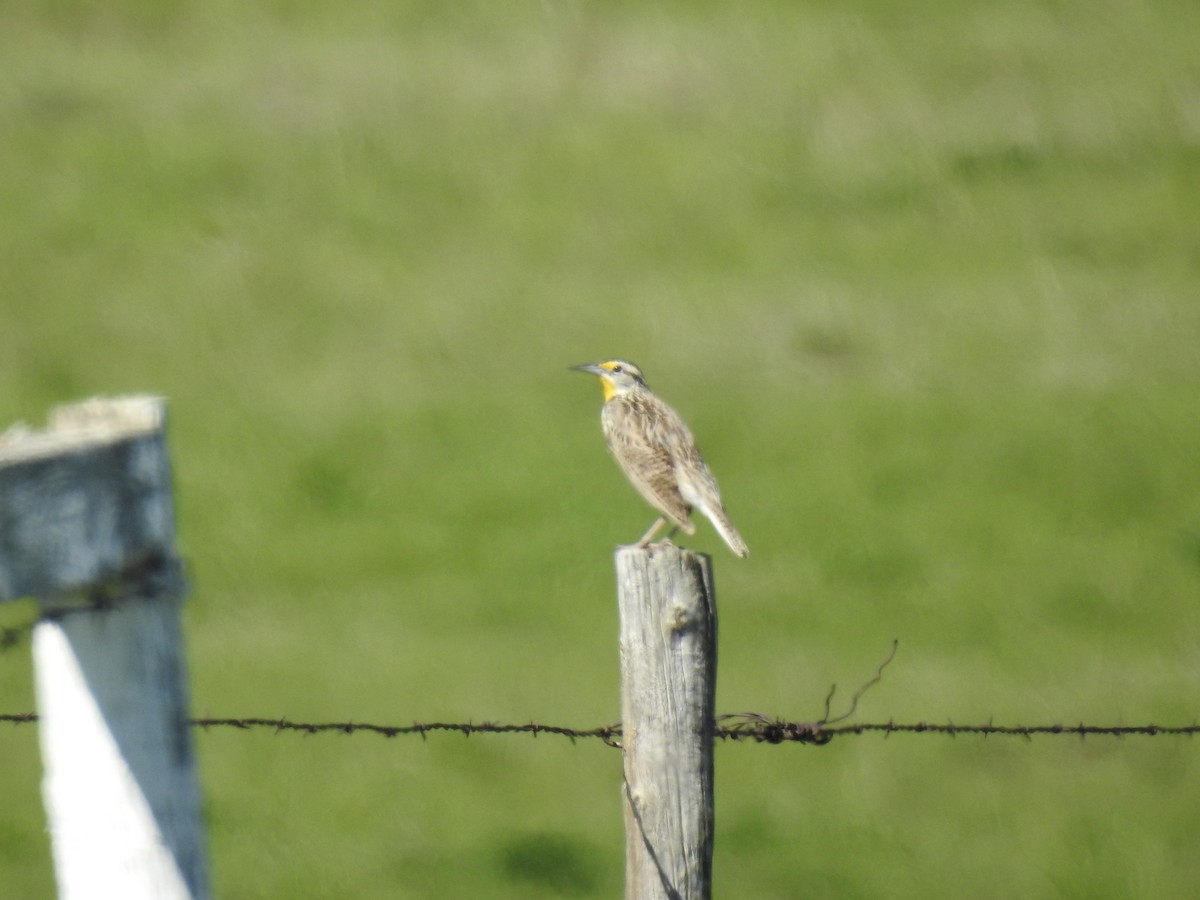 Western Meadowlark - ML620711743