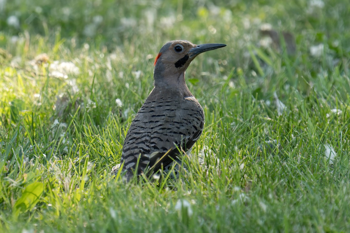 Northern Flicker - ML620711749