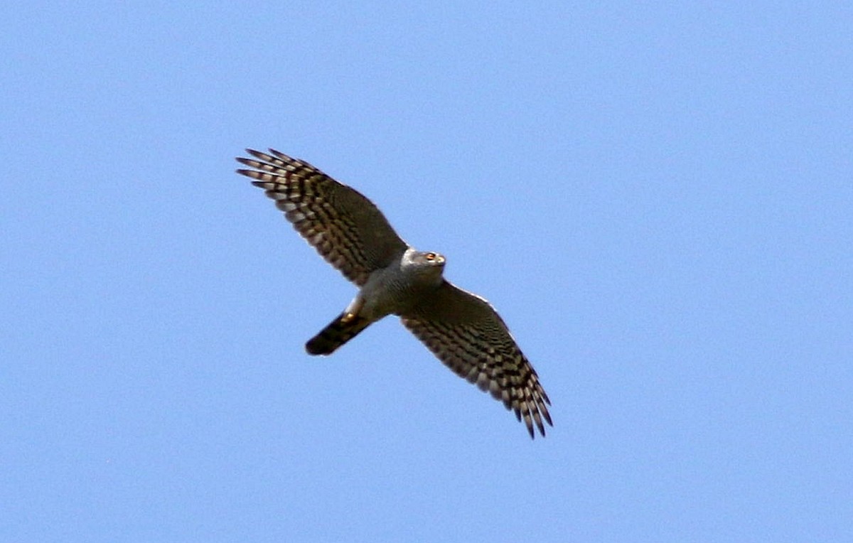 Eurasian Sparrowhawk - ML620711753