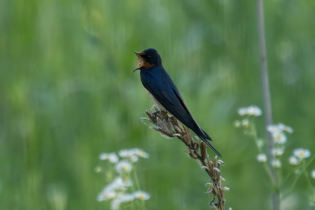 Barn Swallow - ML620711755