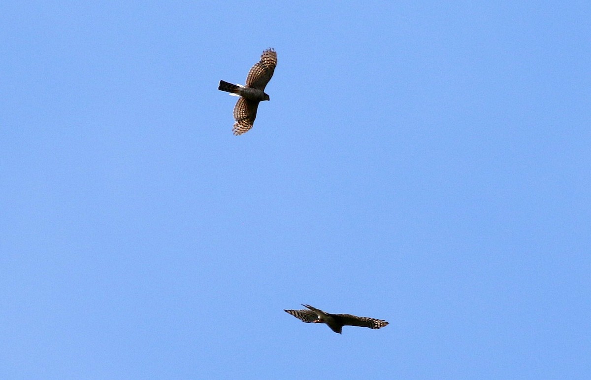 Eurasian Sparrowhawk - Miguel García