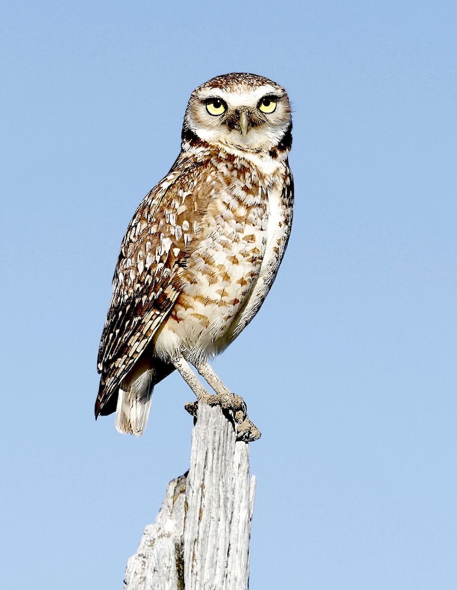 Burrowing Owl - ML620711760