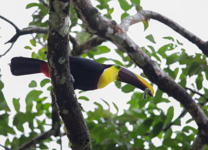 Yellow-throated Toucan - ML620711764