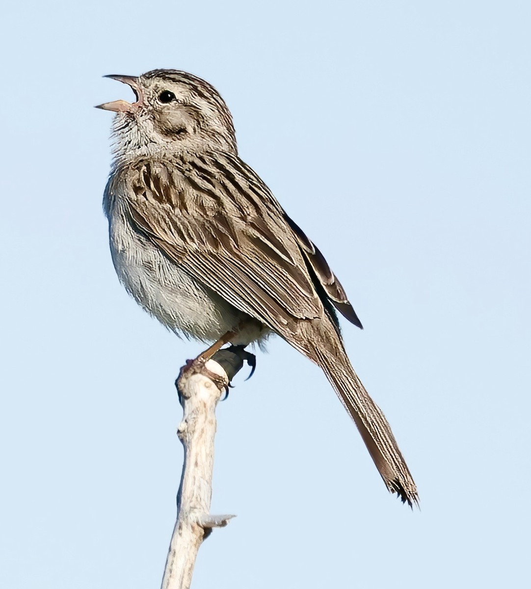 Brewer's Sparrow - ML620711765