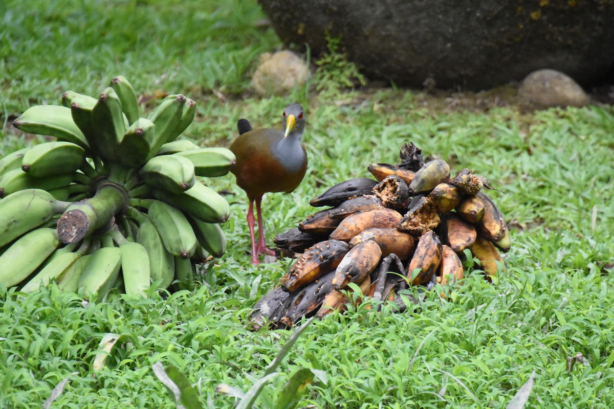 Gray-cowled Wood-Rail - ML620711770