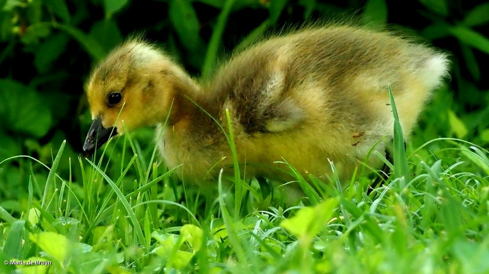 Canada Goose - Maria de Bruyn